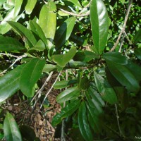 Diospyros ovalifolia Wight